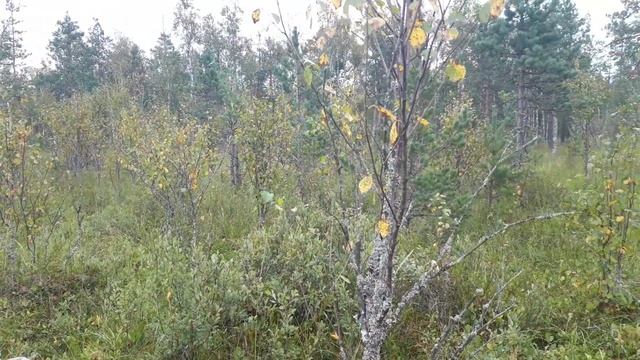 Сентябрь. Рубцов Николай Михайлович