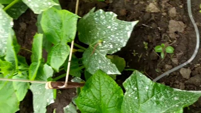 Капельный полив из медицинской системы. смотреть онлайн