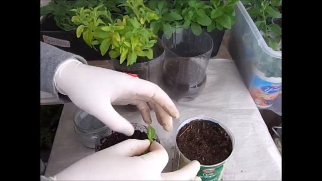 Зимнее  черенкование петуний.