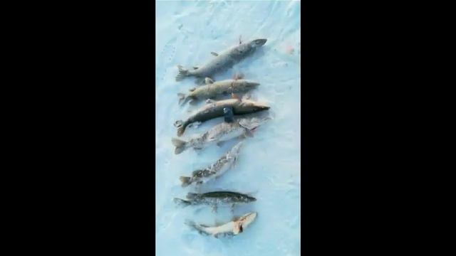 Рыбалка на щуку. 18.02.2018 смотреть онлайн