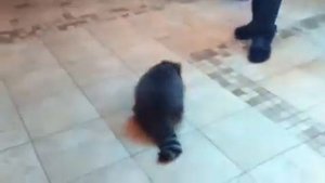 Енот против собаки