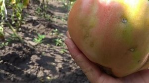 Томат фрекен бок