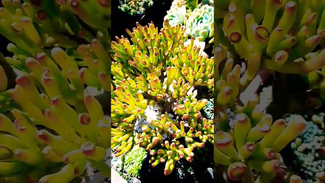 crassula ovata gollum #plantas #garden #echeveria #jardin #suculentas #flores sol directo..#jardine смотреть онлайн