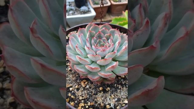 Succulent Echeveria Pulidonis