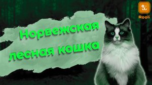 Норвежская лесная кошка