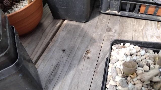 Мои новые раритетные литопсы.Литопс сушит листья.Lithops смотреть онлайн