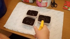 Выращивание пеларгония из семян. Мой личный опыт.