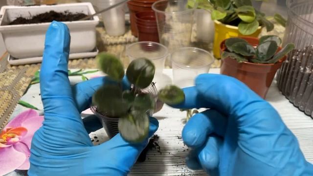 Как рассадить Фиалки? Правила для всех стадий развития) смотреть онлайн