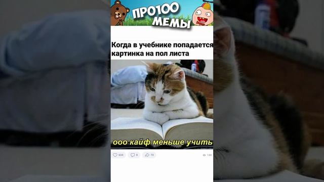 Мем с котом Пикабу