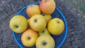 Мечта садовода - любителя!!! Яблоня Мавка (Apple Mavka). Иммунные сорта яблок.