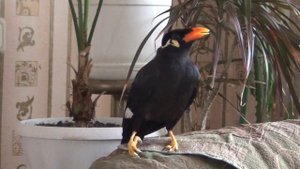 Священная майна: Птица говорун