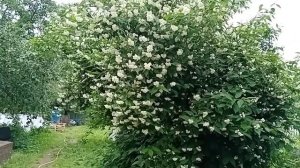 Садовый жасмин (чубушник)