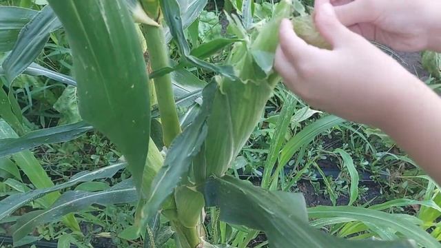 27.07.22/Кабачковые отбивные/Моя тренировка/Опять дефицит хлеба/Снова борщ/Ни дня без шитья смотреть онлайн