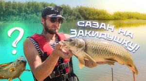 Астраханский Сазан на жмых в Августе 2023