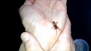 Meet The Woodlouse Spider. (Dysdera Crocata) British Spiders