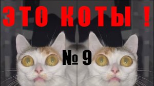 Новые видео с котами! Лучшее за 2024 Смешные коты, подборка. Часть 9. Приколы!  Смешно!  ЭТО КОТЫ !