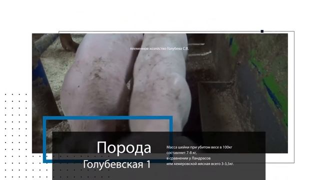 Продажа поросят Голубевская 1