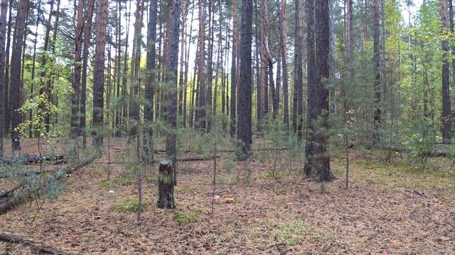 ЗВУКИ ПРИРОДЫ ПЕНИЕ ПТИЦ ШУМ ЛЕСА смотреть онлайн