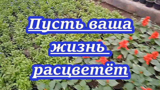 Дарю вам видео о цветах, которые расцветают в теплицах цветущей Молдавии