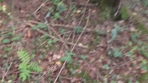 Большое лесное путешествие одинокого копаря!