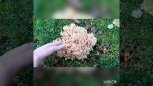 Гриб клавикорона коробчатая, в народе "оленьи рожки".