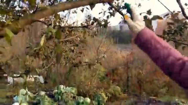 Обрезка плодовых деревьев осенью