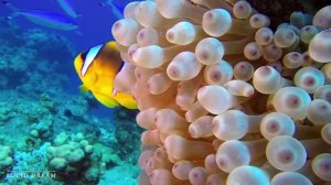 Шум моря ? музыка, расслабляющая водных животных? музыка  лечащая нервы и помогающая заснуть