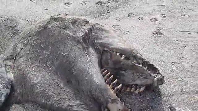 ДИНОЗАВРЫ ЖИВЫ смотреть онлайн