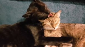 Любовь через года. Кот вылизывает кошечку