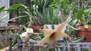 Stapelia Gigantea (Starfish succulent)