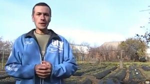 Как вырастить самому сливу