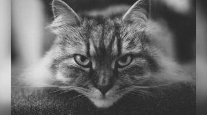 Сибирская кошка: описание, характеристики, 132 фото | 101kote.ru