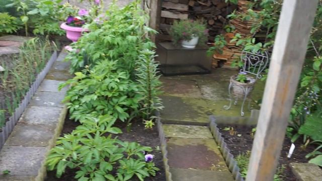 Германия, дача, пчела под номер 33, цветы смотреть онлайн