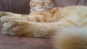 как познакомить котенка со взрослой кошкой