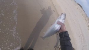 Рыбный лосось балтийского моря