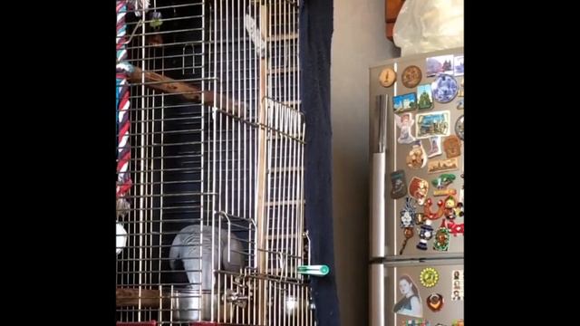 Свободу попугаю! смотреть онлайн