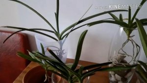 Орхидея ванда уход. Содержание ванд в вазах и керамике.