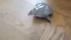 Как орет лягушка (жаба)! Очень смешно!