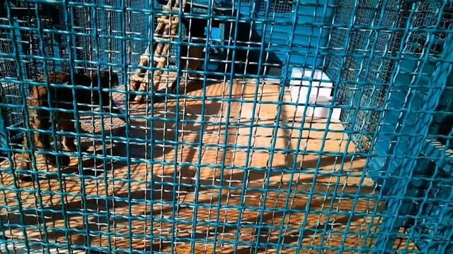 Зоопарк (Сочи 2022) / Zoo (Sochi 2022) смотреть онлайн