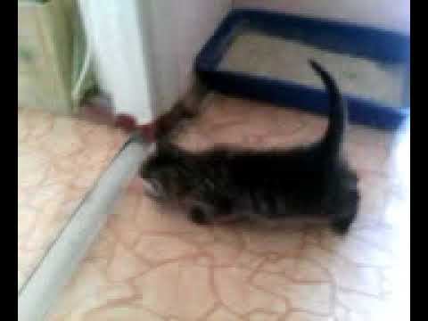 встреча Мурзика с Маркушей(29.06.2017) смотреть онлайн