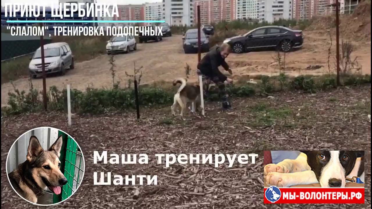Волонтер Мария тренирует подопечных собак на "слаломе" и "мостике" в приюте Щербинка
