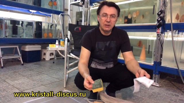 ДИСКУСЫ. Aquarists of Russia Обеззараживаем мотыль для кормления дискусов. смотреть онлайн