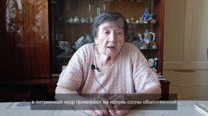 Как вырастить кедр из орешка