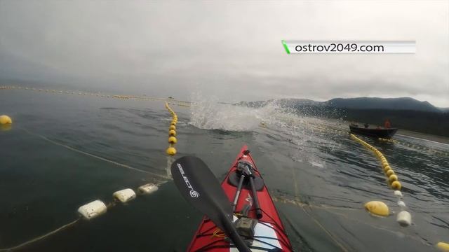 Сивучи встретили каякера. Охотское море. / Сахалин