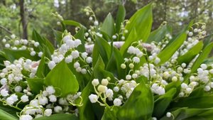 Пересадка ландышей из леса / как они прижились на новом месте / стояла неделя жары