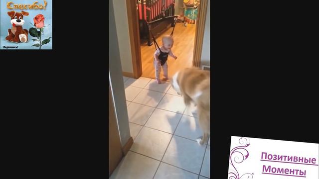 Самые смешные и прикольные животные нашей планеты - Funny Animals смотреть онлайн