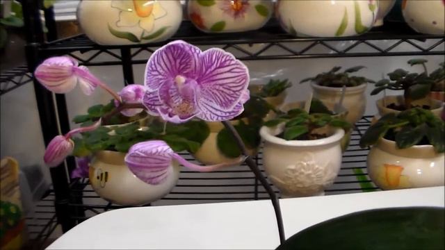 15-05-04 My Coffee Cup Phalaenopsis-UL смотреть онлайн