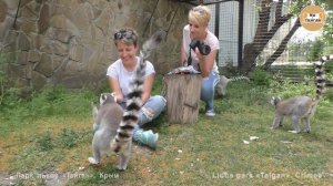 Мы в гостях у лемуров. Тайган | We are visiting lemurs. Taigan