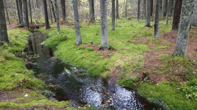 Mossy forest in grove of larch trees in Karelia / Линдуловская лиственничная роща