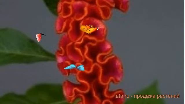 Целозия гребенчатая Ред ? гребенчатая целозия Ред обзор: как сажать, семена целозии Ред смотреть онлайн